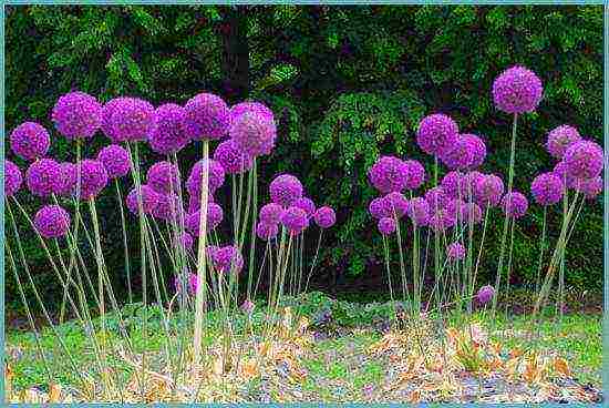 allium ปลูกและดูแลในทุ่งโล่งในไซบีเรีย