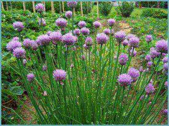 allium planting and care in the open field in siberia