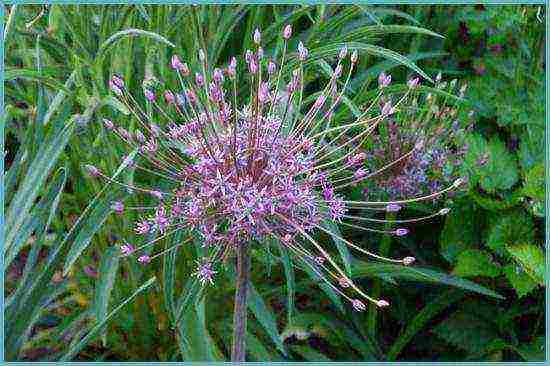 allium planting and care in the open field in siberia