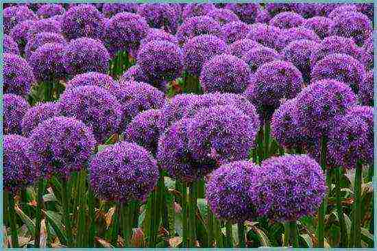 allium planting and care in the open field in siberia