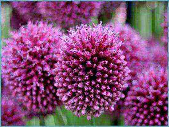 allium planting and care in the open field in siberia