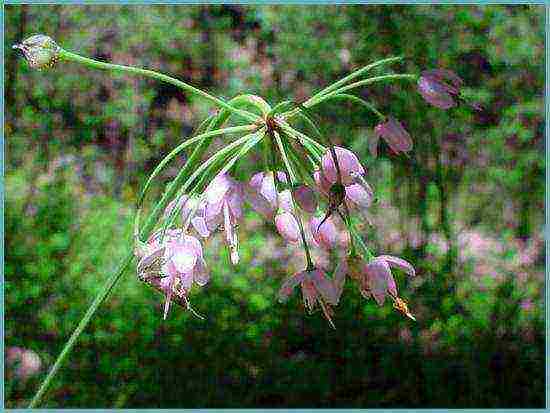 allium planting and care in the open field in siberia