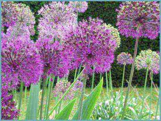 allium planting and care in the open field in siberia