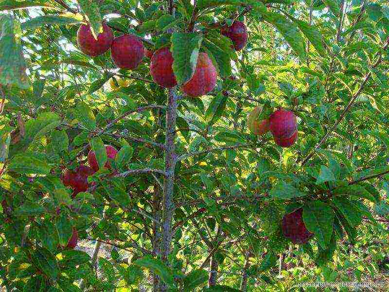 cherry plum malapit sa Moscow ang pinakamahusay na mga pagkakaiba-iba