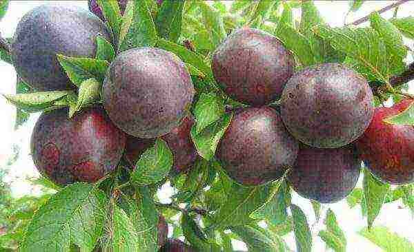 cherry plum near Moscow the best varieties