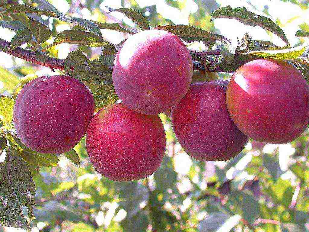 cherry plum near Moscow the best varieties
