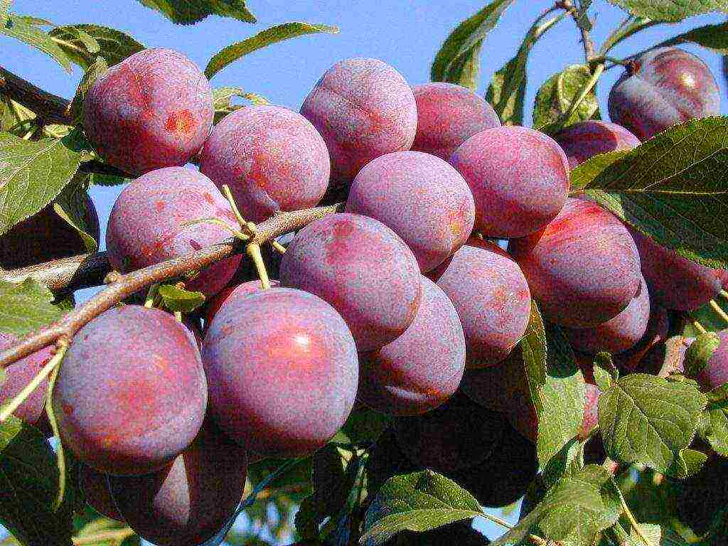 cherry plum near Moscow the best varieties