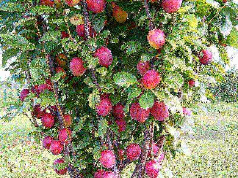 cherry plum near Moscow the best varieties