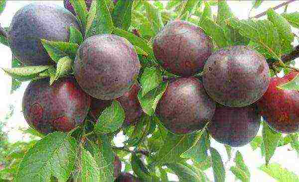 cherry plum varieties the best varieties