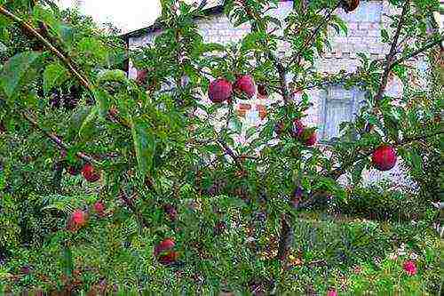 cherry plum varieties the best varieties