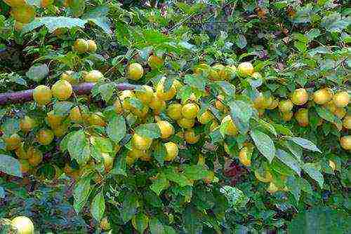 ang mga varieties ng cherry plum ang pinakamahusay na mga pagkakaiba-iba