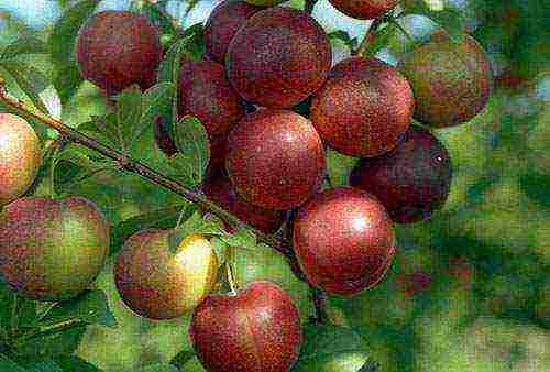 cherry plum varieties the best varieties