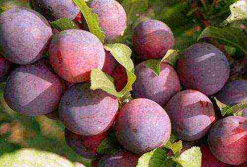 cherry plum varieties the best varieties