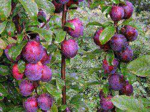 cherry plum varieties the best varieties