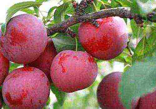 cherry plum varieties the best varieties