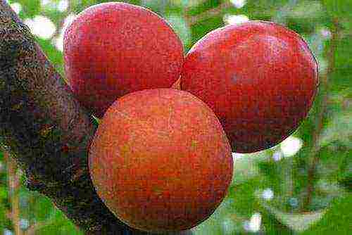 ang mga varieties ng cherry plum ang pinakamahusay na mga pagkakaiba-iba