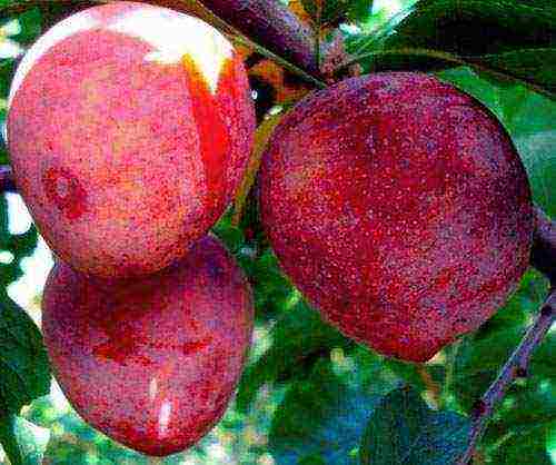 cherry plum varieties the best varieties