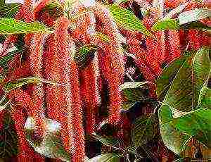 amaranth how to grow at home