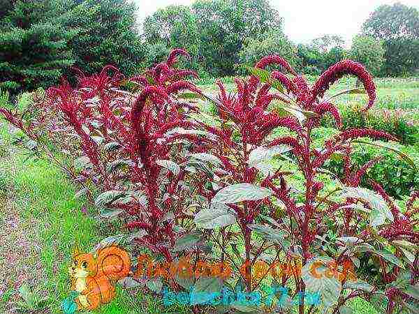 amaranth how to grow at home