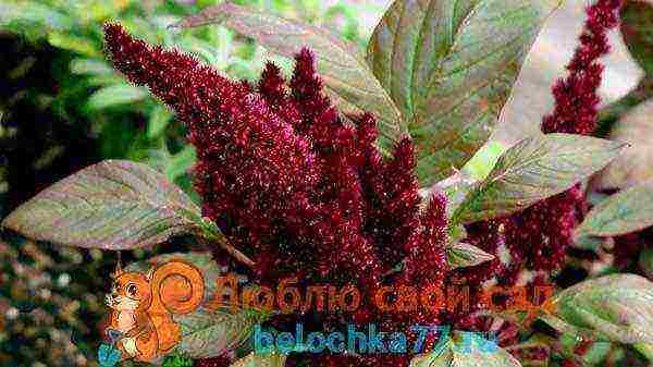 amaranth how to grow at home