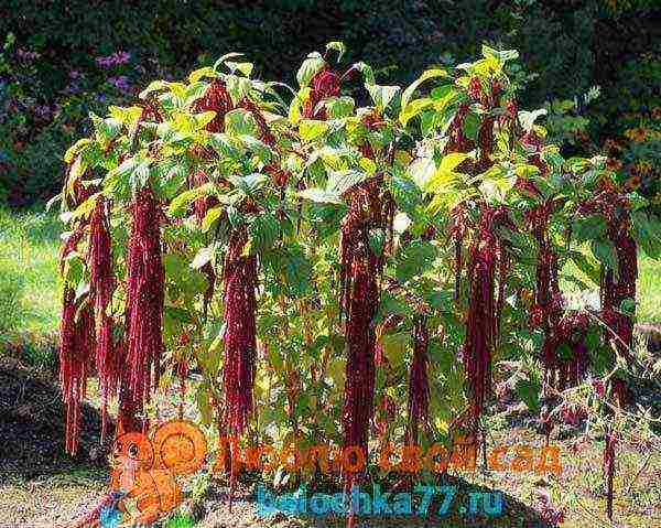 amaranth how to grow at home