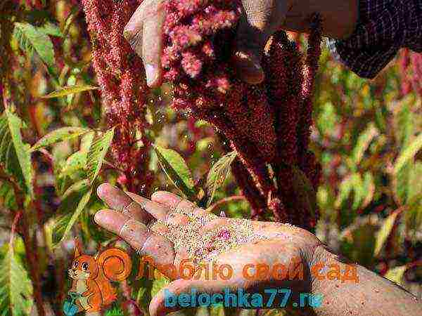 amaranth how to grow at home