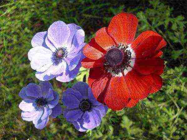 anemone tuberous planting and care in the open field in autumn