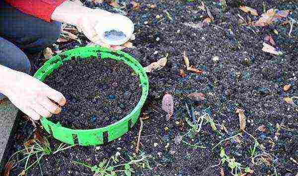 anemone tuberous planting and care in the open field in autumn