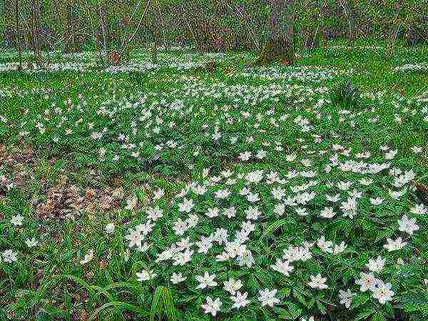 anemone tuberous planting and care in the open field in autumn