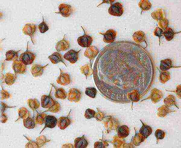 anemone tuberous planting and care in the open field in autumn