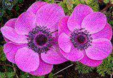 anemone tuberous planting and care in the open field in autumn