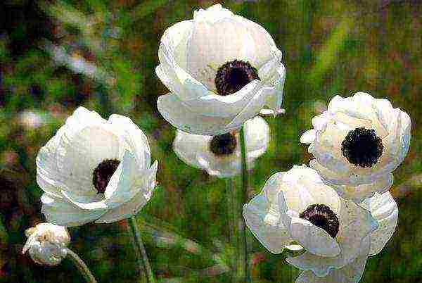 anemone tuberous planting and care in the open field in autumn