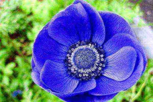 anemone tuberous planting and care in the open field in autumn