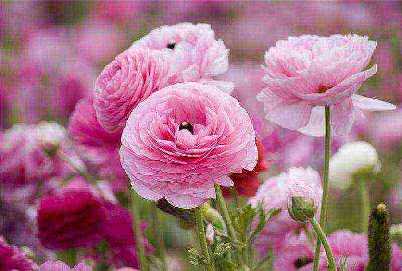 anemone tuberous planting and care in the open field in autumn