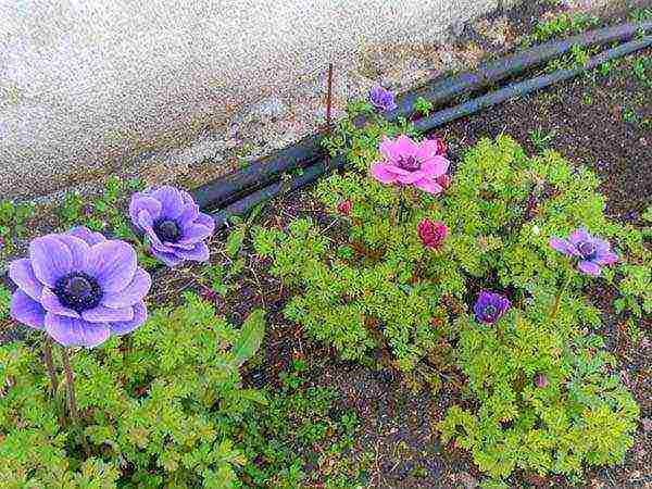 anemone tuberous planting and care in the open field in autumn