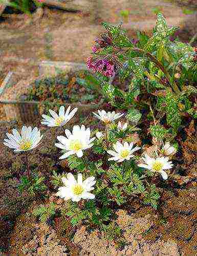 anemone tuberous planting and care in the open field in autumn