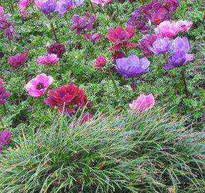 anemone crown de caenne planting and care in the open field