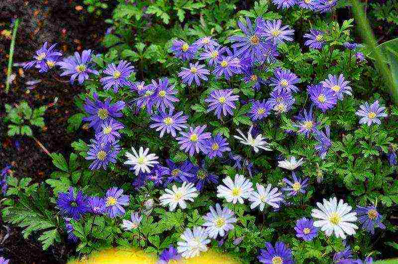 anemone crown de caenne planting and care in the open field