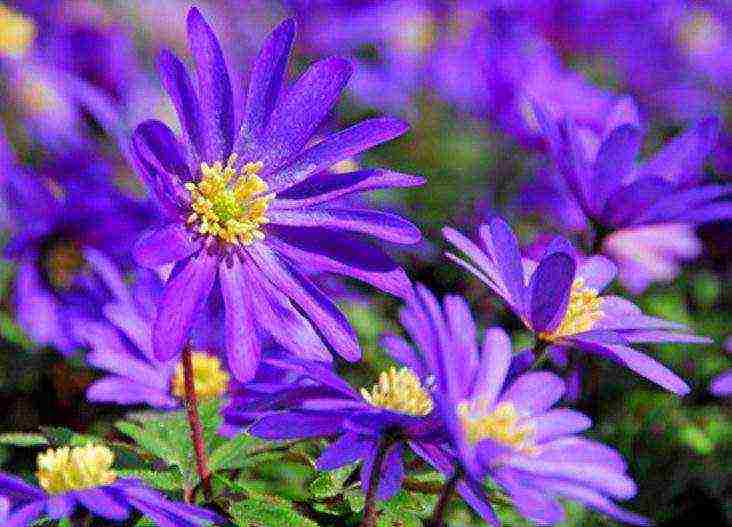 anemone crown de caenne planting and care in the open field