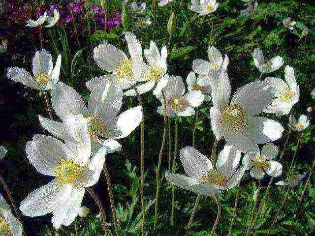 anemone crown de caenne planting and care in the open field