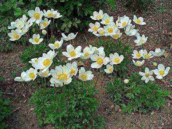 anemone crown planting in autumn and outdoor care