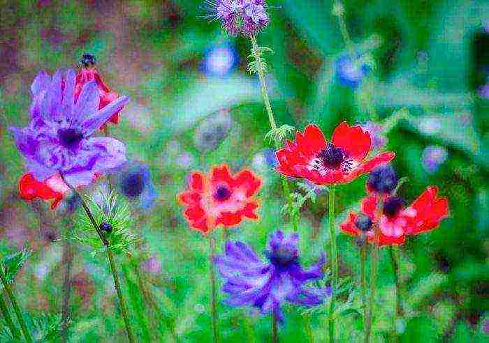 anemone crown planting in autumn and outdoor care