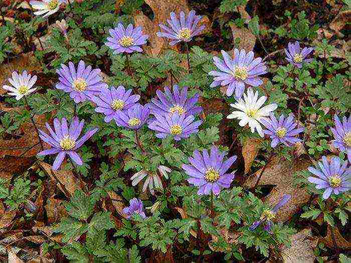 anemone crown planting in autumn and outdoor care