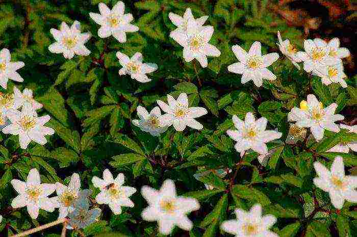 anemone crown planting in autumn and outdoor care