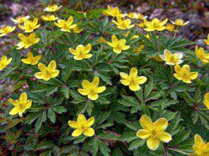 anemone crown planting in autumn and outdoor care