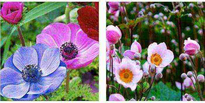 anemone mr fokker planting and care in the open field