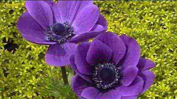 anemone mr fokker planting and care in the open field