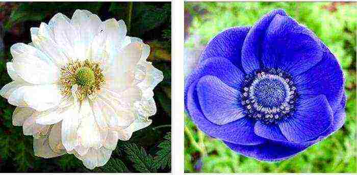 anemone mr fokker planting and care in the open field