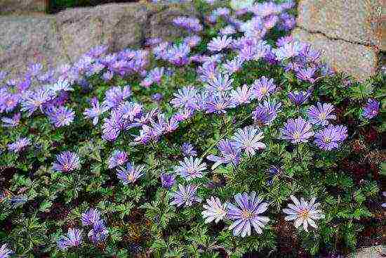 pagtatanim at pangangalaga ng anemone sa bukas na bukid sa mga suburb