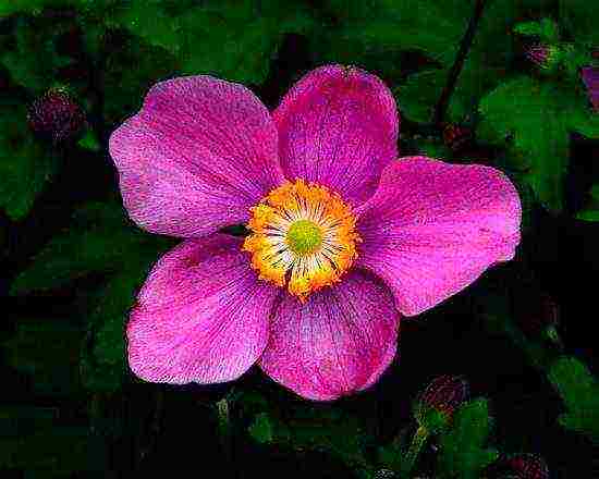 anemone planting and care in the open field in the suburbs